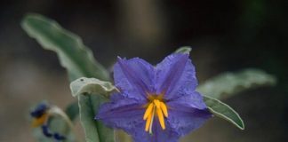Silverleaf Nightshade Management Webinar Scheduled for May 12