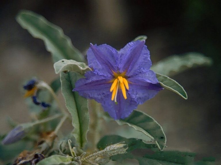 Silverleaf Nightshade Management Webinar Scheduled for May 12
