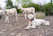 Livestock Guardian Dog Research Focus of May 21 Webinar Livestock Guardian Dog Program on Tuesday, Apr 18, 2023 in San Angelo, Texas. (Michael Miller/Texas A&M AgriLife Marketing and Communications)