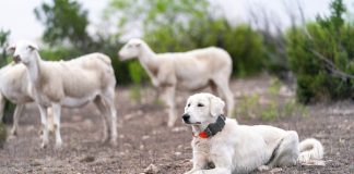 Livestock Guardian Dog Research Focus of May 21 Webinar Livestock Guardian Dog Program on Tuesday, Apr 18, 2023 in San Angelo, Texas. (Michael Miller/Texas A&M AgriLife Marketing and Communications)