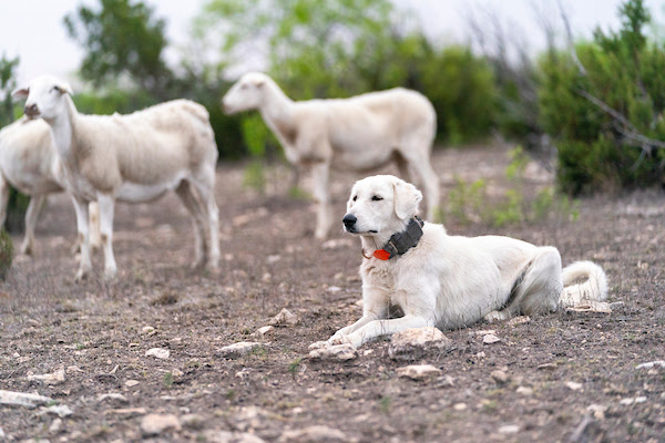 Livestock Guardian Dog Program on Tuesday, Apr 18, 2023 in San Angelo, Texas. (Michael Miller/Texas A&M AgriLife Marketing and Communications)