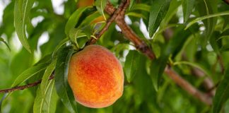 Texas Fruit Production Down Due to Low Chill Hours