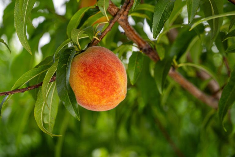 Texas Fruit Production Down Due to Low Chill Hours
