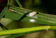Pasture Mealybug Raises Alarm for Texas Livestock Producers