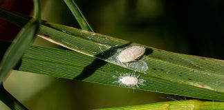 Pasture Mealybug Raises Alarm for Texas Livestock Producers