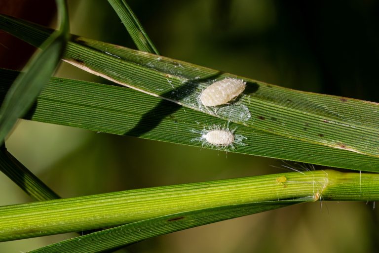 Pasture Mealybug Raises Alarm for Texas Livestock Producers