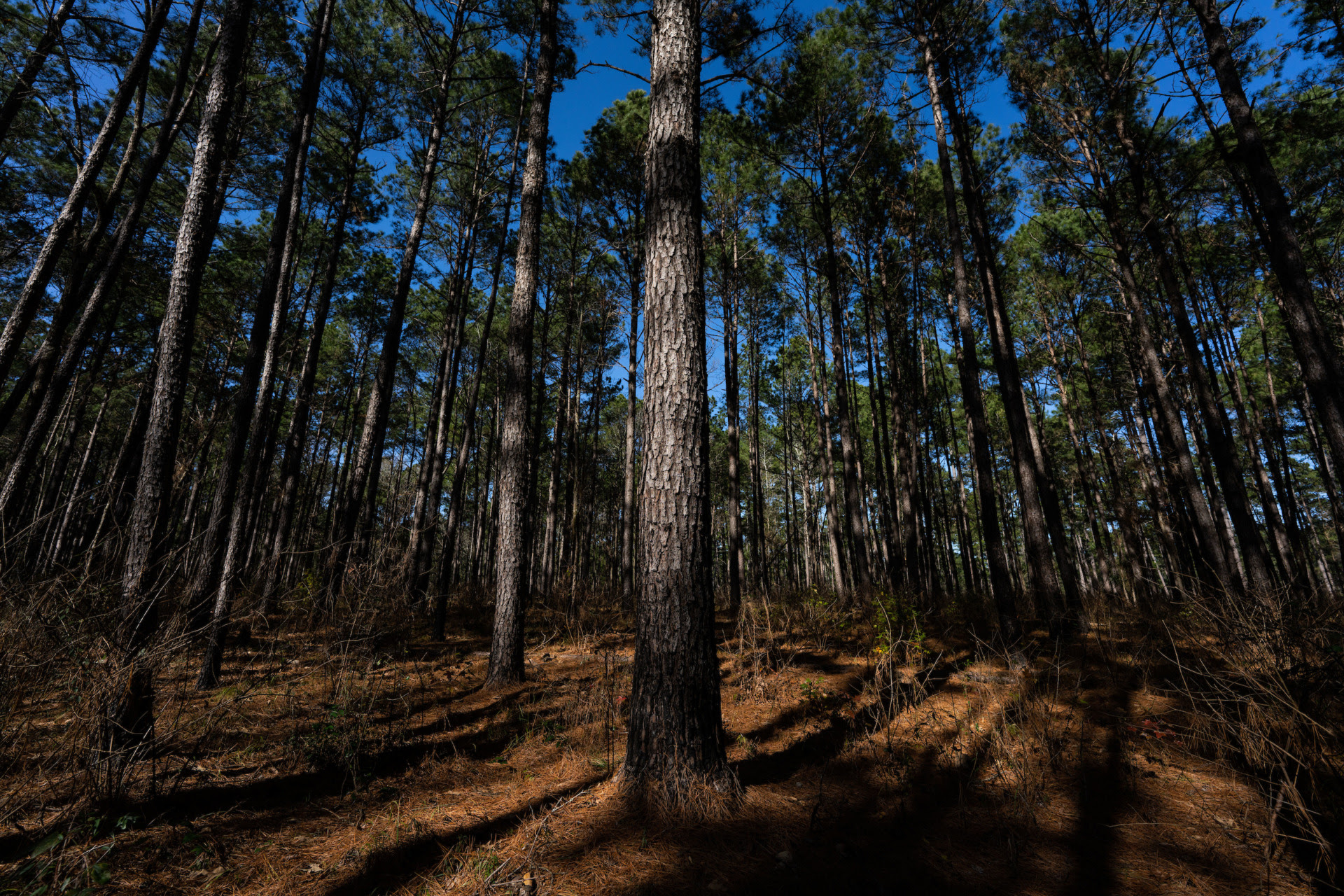 A timber stand of pine trees. 