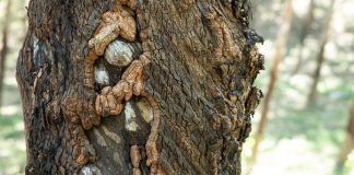 August Is When Trees Begin Showing Signs of Stress