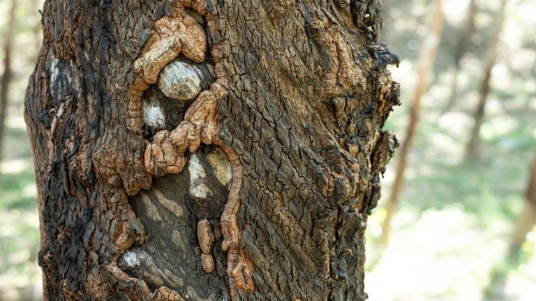 August Is When Trees Begin Showing Signs of Stress