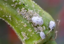 Pasture Mealybugs: A tiny New Insect That Could Become Our Next Big Problem.