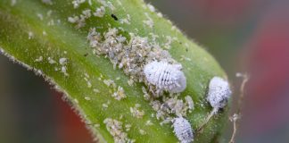 Pasture Mealybugs: A tiny New Insect That Could Become Our Next Big Problem.