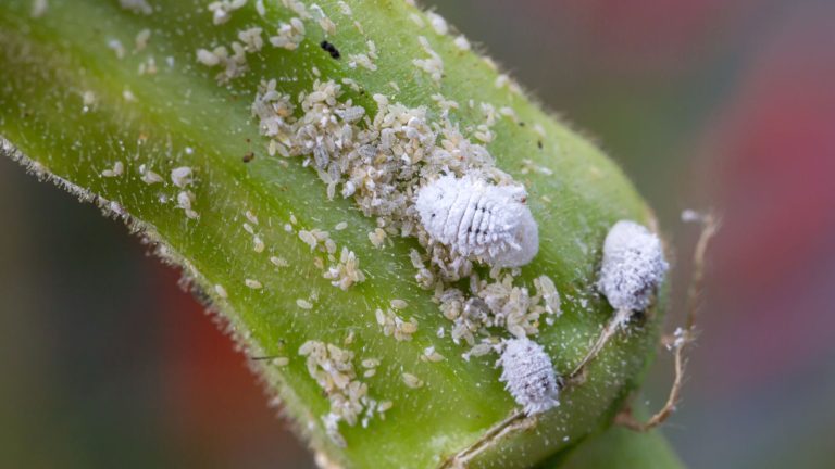 Pasture Mealybugs: A tiny New Insect That Could Become Our Next Big Problem. 