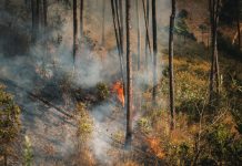 Getting Firewise in the Piney Woods: How to Protect Your East Texas Home Before the Woods Dry Out