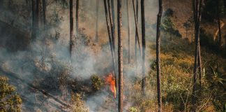 Getting Firewise in the Piney Woods: How to Protect Your East Texas Home Before the Woods Dry Out