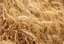 Texas Wheat: More Problems Than Bright Spots This Year
