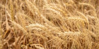 Texas Wheat: More Problems Than Bright Spots This Year