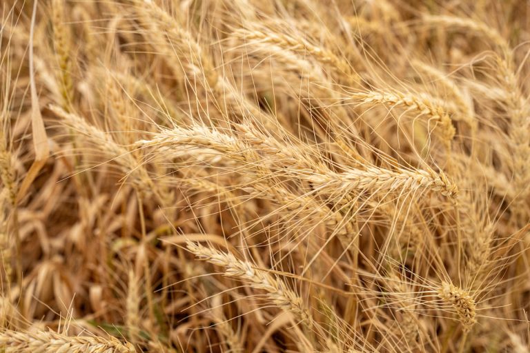 Texas Wheat: More Problems Than Bright Spots This Year