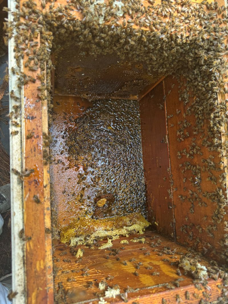 Small Hive Beetle damage