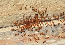 Fall is The Time to Tackle Fire Ants in East Texas
