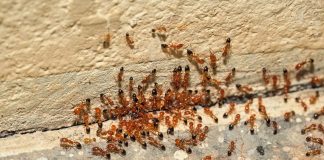 Fall is The Time to Tackle Fire Ants in East Texas