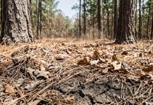 Burn Bans Split Forest Country as Drought Settles In the North Cracked soil showing through brittle pine needles on a drought-stressed forest floor, with heat haze in the pines beyond.