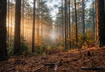 Dove Is Open, Deer Is Close: The Forest Country Hunting Calendar Low autumn sun cutting through a stand of loblolly pines over a floor of pine straw in the East Texas pineywoods.