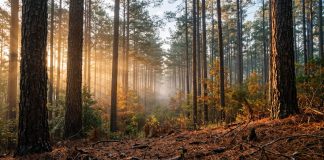 Dove Is Open, Deer Is Close: The Forest Country Hunting Calendar Low autumn sun cutting through a stand of loblolly pines over a floor of pine straw in the East Texas pineywoods.