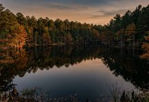 The Forest That Grew Back A calm East Texas lake reflecting a treeline of pine and rust-colored bald cypress in late afternoon autumn light.