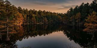 The Forest That Grew Back A calm East Texas lake reflecting a treeline of pine and rust-colored bald cypress in late afternoon autumn light.