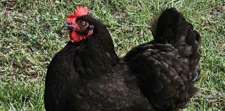 Black hens, loud crows and the hawk overhead: what East Texas flock keepers keep noticing Black Plymouth Rock Chicken
