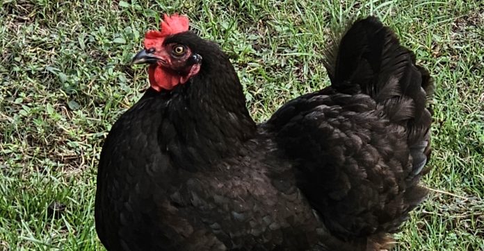 Black Plymouth Rock Chicken