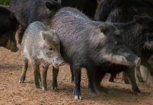 If You’re Going to Trap Feral Hogs, Catch Them All